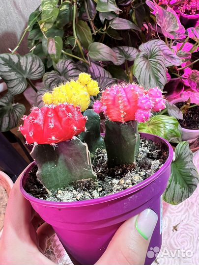 Кактус гимнокалициум