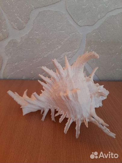 Ракушка Мюрекс