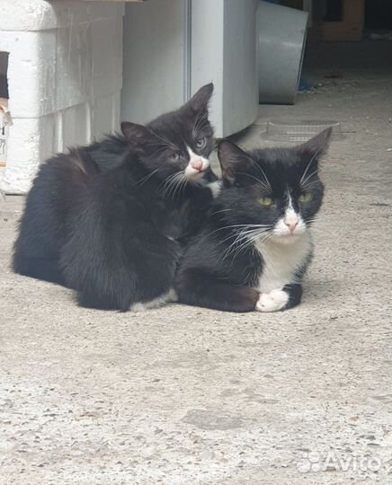 Отдам кота в добрые руки