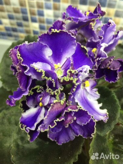 Сортовые фиалки