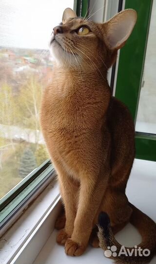 Котята Абиссинской породы