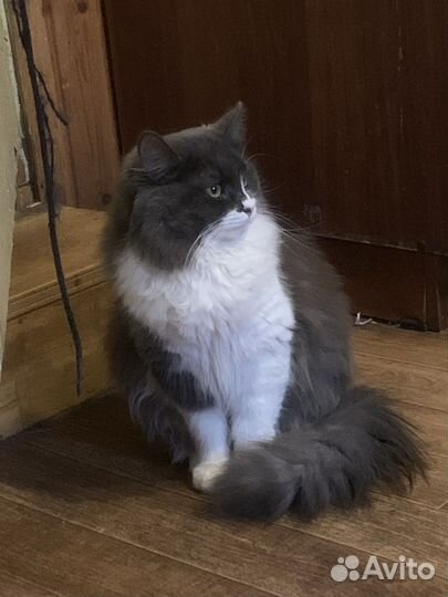 Норвежская лесная. Котик, 1год