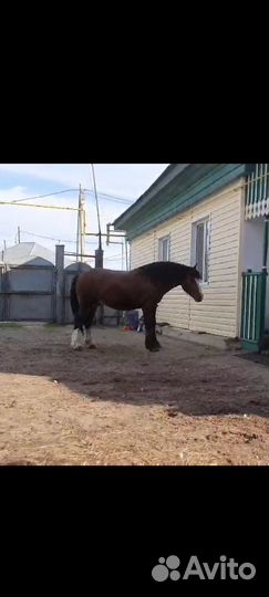 Жеребец 2,5 года владимирской породы
