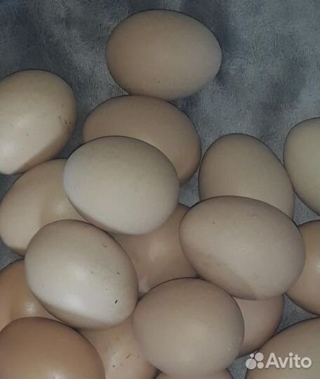 Яйца индоутки инкубационные