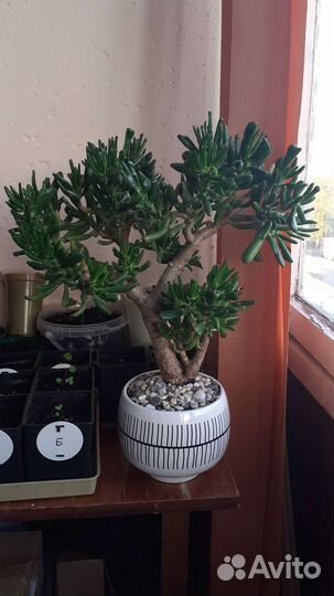 Крассула хоббит