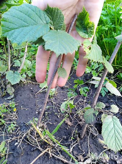 Лещина Орех