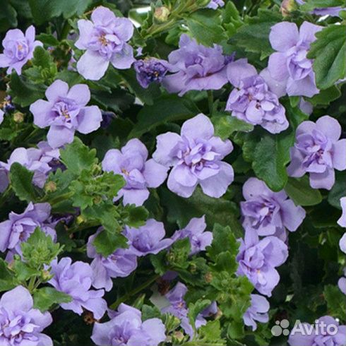 Бакопа вегетка ассортименте