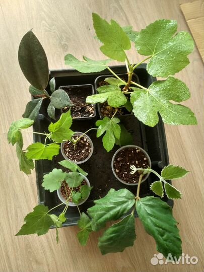 Комнатные цветы