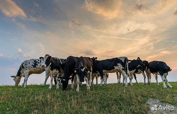 Коровий перегной многолетний. гост:2286.9