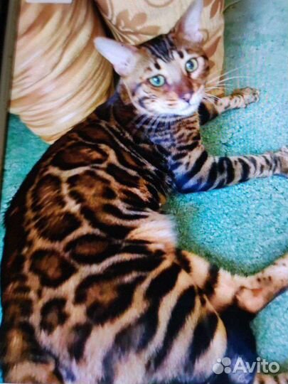 Бенгальский кот. Вязка