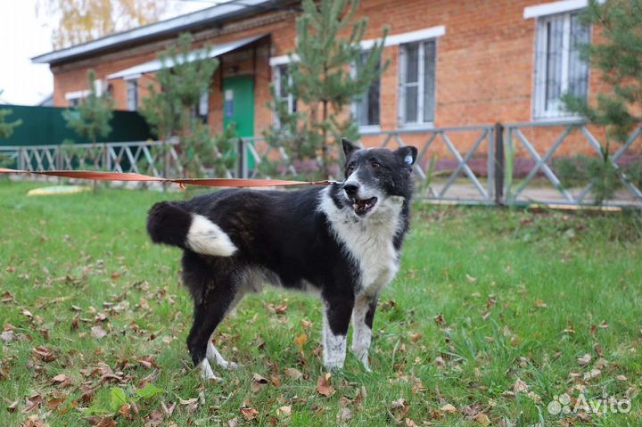 Собака в добрые руки