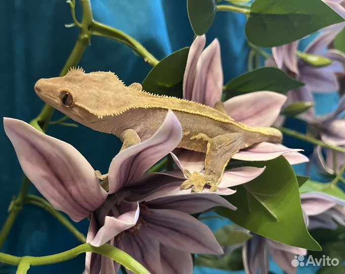 Реснитчатый бананоед самка