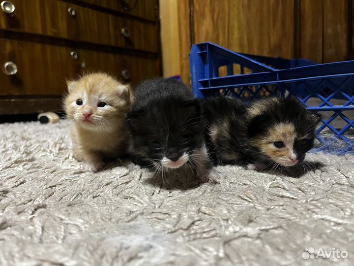 Отдам котят в добрые руки