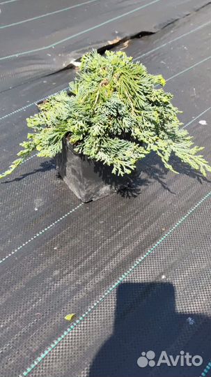 Можжевельник блю карпет, Вилтони