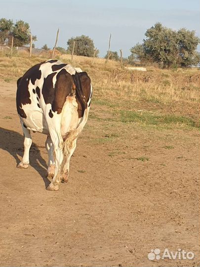 Коровы дойные молочные