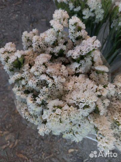 Статица сухоцвет