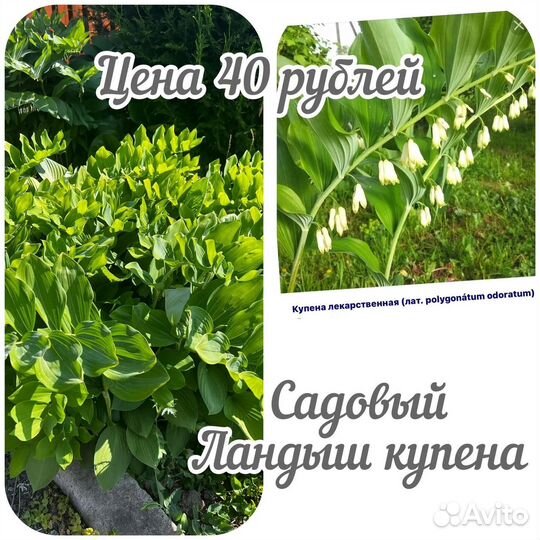 Садовый ландыш Купена