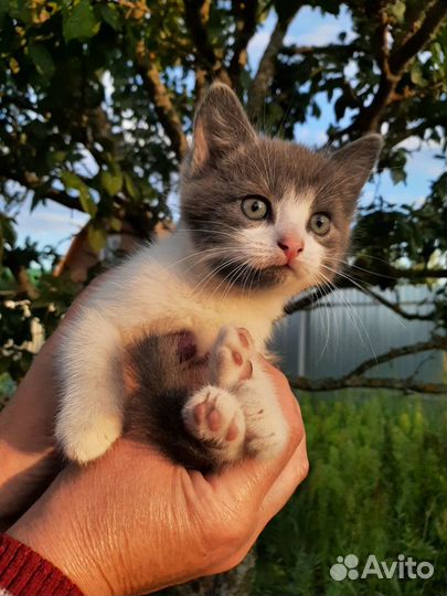 Котёнок в добрые руки бесплатно