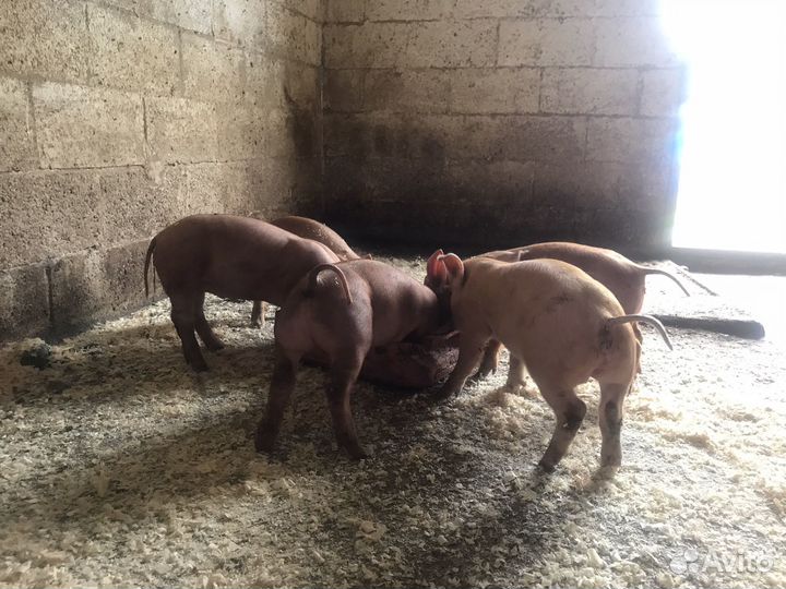 Поросята,супоросные свиноматки,хряк