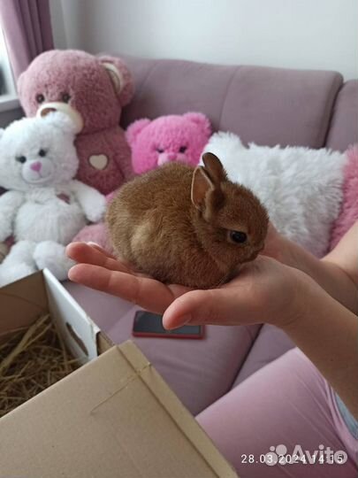 Кролик декоративный