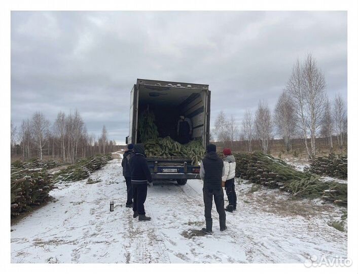 Сосна, ель, пихта, лапник