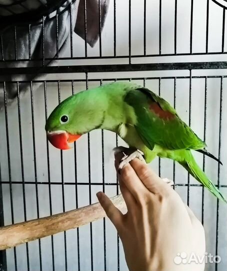 Александрийский попугай ручной