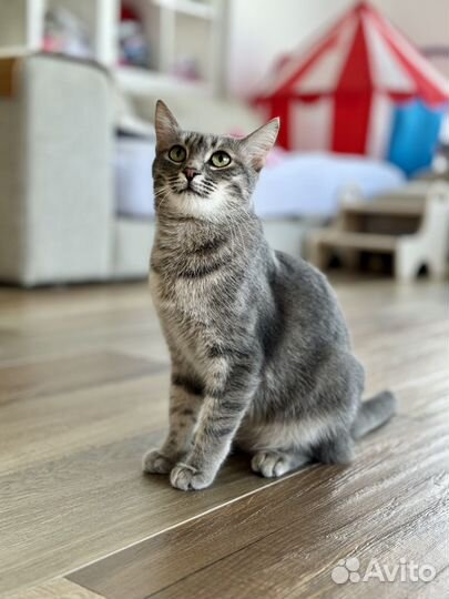 Серебристый барс