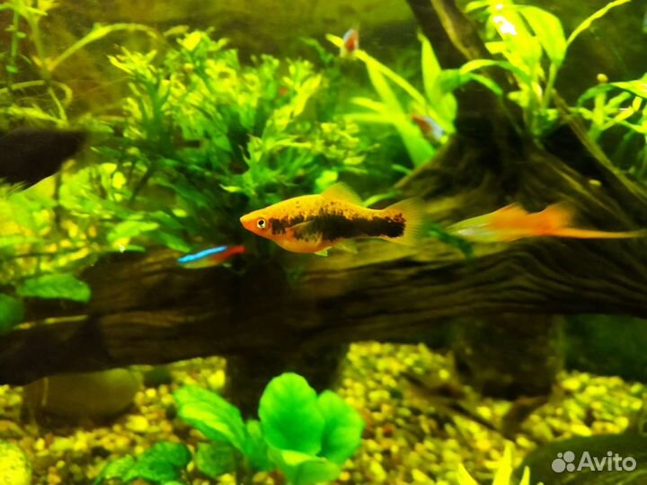 Аквариумные рыбки