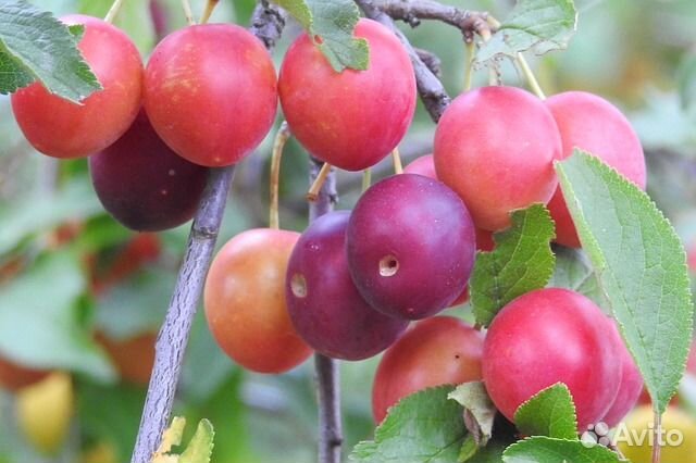 Саженцы алычи