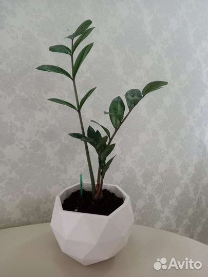 Комнатные растения 