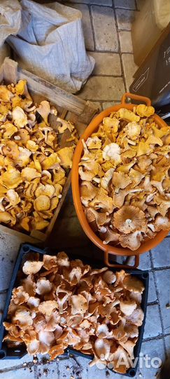 Ягоды черника