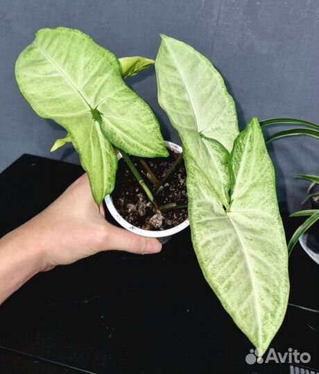 Комнатные цветы Сингониум и Хлорофитум