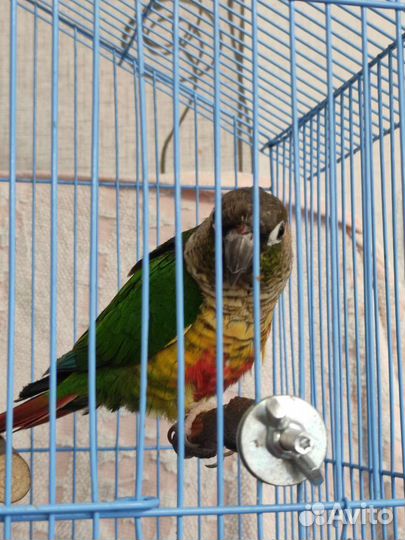 Попугаи пиррура