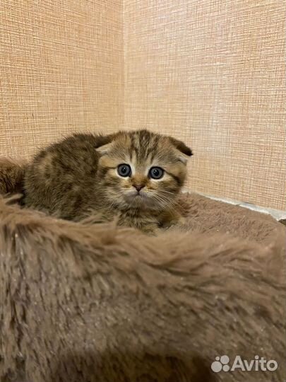 Шотландские вислоухие котята
