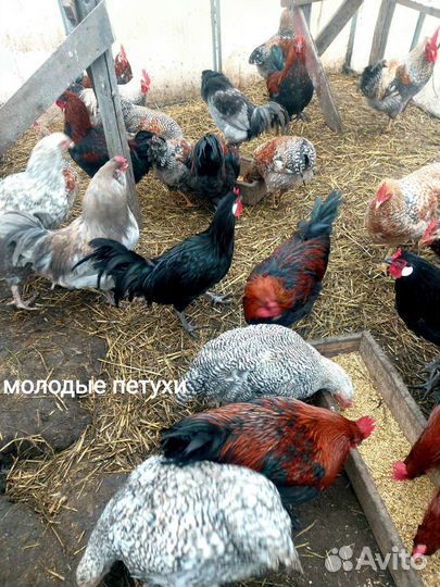 Породные петушки