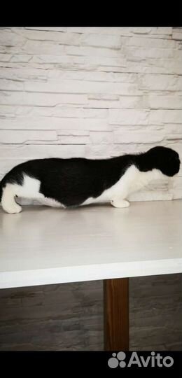 Манчкин, девочка Пингвин