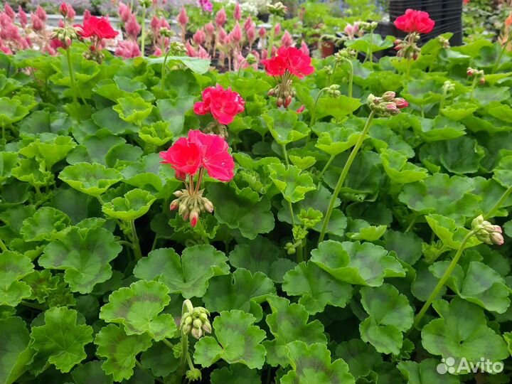 Пеларгония герань