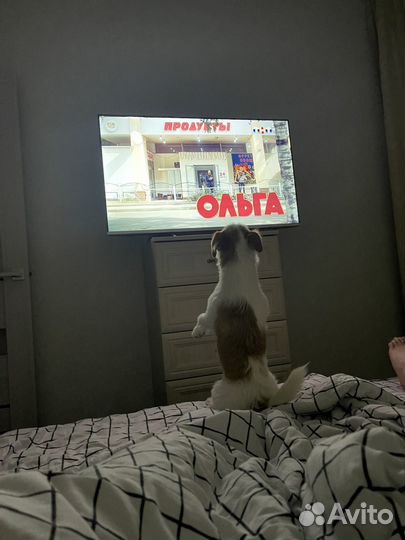 Вязка джек рассел терьер