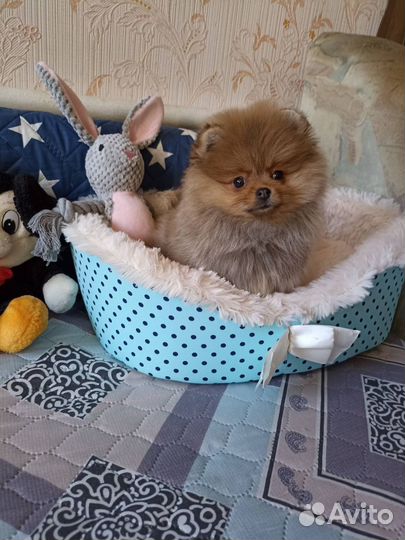 Мини девочка померанского шпица