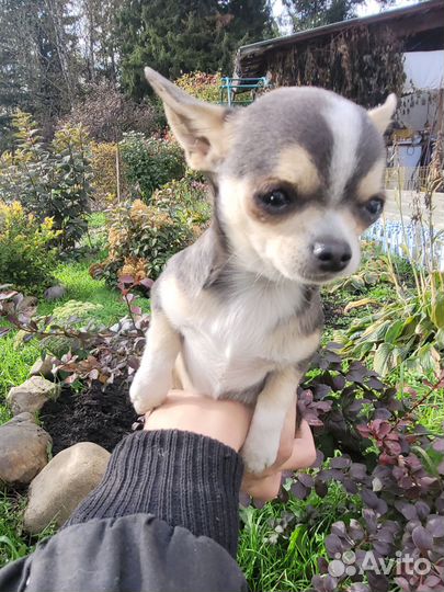 Чихуахуа мини девчонка совсем кроха