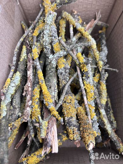 Мох и кряги для флорариума