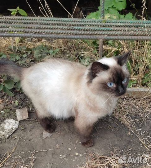 Только в добрые руки