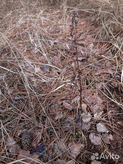 Хвойная земля (грунт) 15 кг