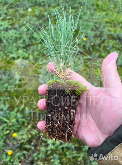 Горная сосна Мугус с зкс сеянцы