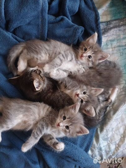 Котятки в добрые руки