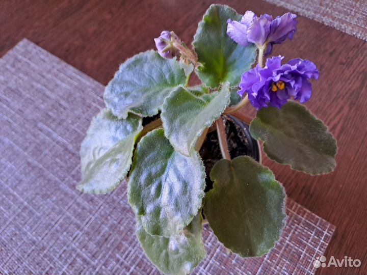 Фиалки цветущие в горшке,каланхоэ