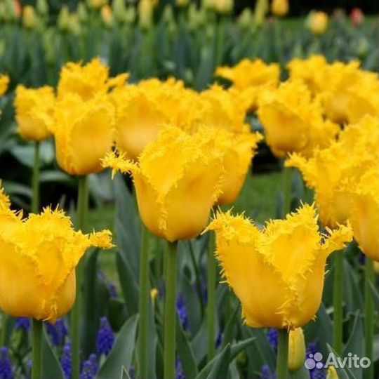 Букет из ландыша, тюльпанов, Королевского ландыша