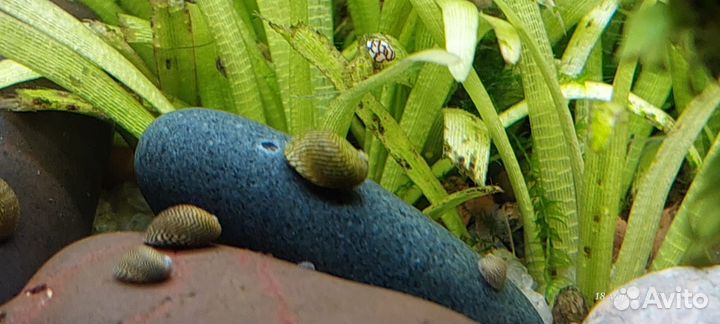 Улитки Теодоксус, чистят стёкла и декор аквариума