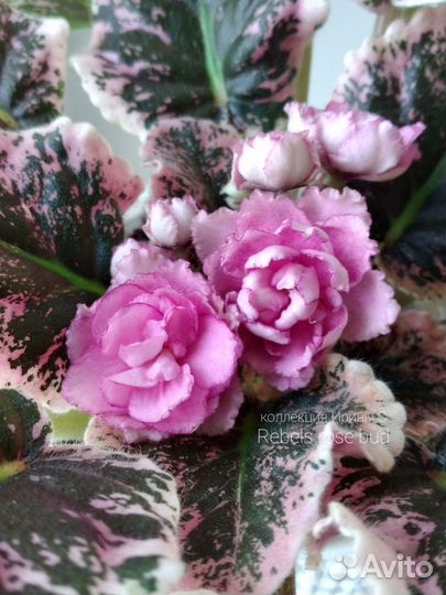 Сортовые фиалки (листочки )