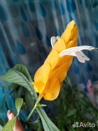 Пахистахис